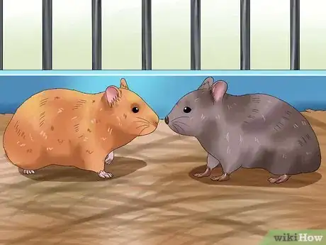 Imagen titulada Get Hamsters to Stop Fighting Step 4