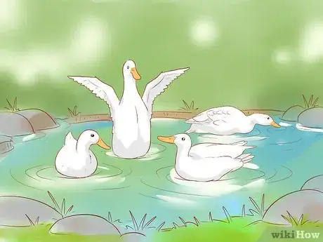 Imagen titulada Care for Ducks in the Winter Time Step 11