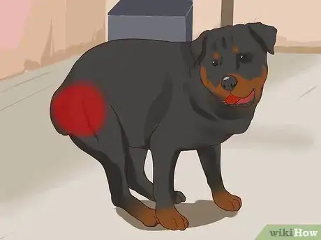 Imagen titulada Diagnose Dysplasia in Rottweilers Step 1