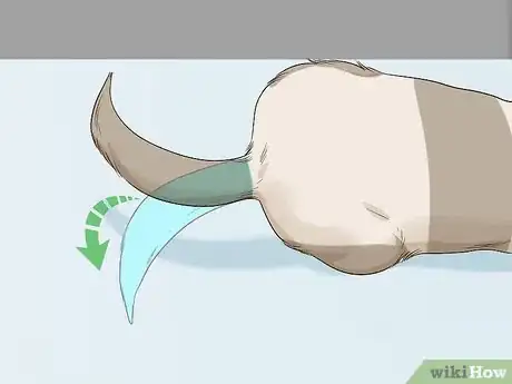 Imagen titulada Understand Ferret Body Language Step 5