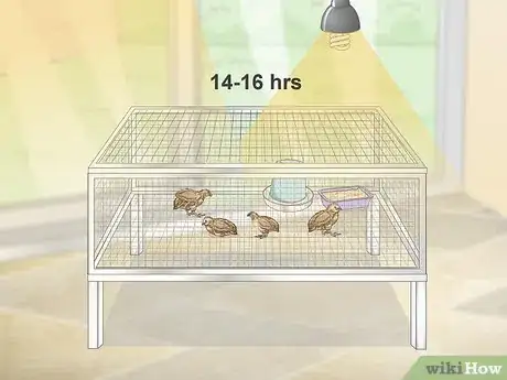 Imagen titulada Breed Quail Step 8