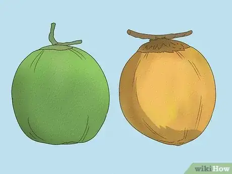 Imagen titulada Harvest a Coconut Step 3