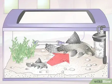 Imagen titulada Introduce a Pleco to a Goldfish Tank Step 3