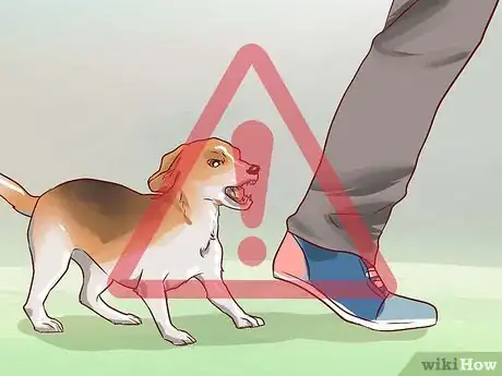 Imagen titulada Train Beagles Step 10