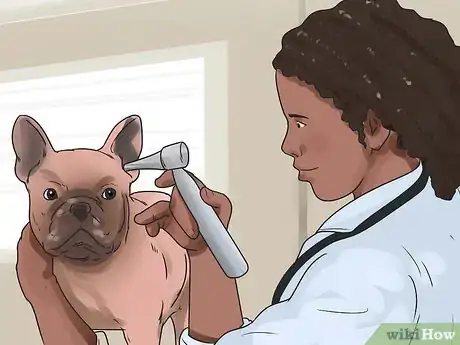 Imagen titulada Get Dogs to Mate Step 10