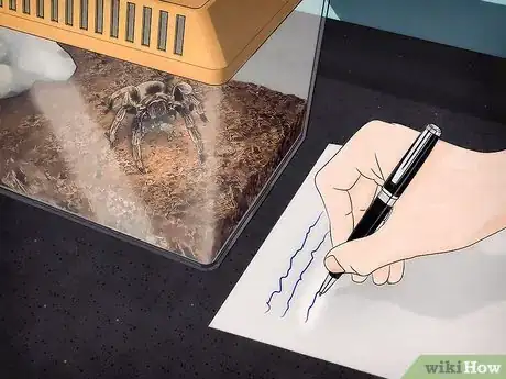 Imagen titulada Keep Spiders As Pets Step 11