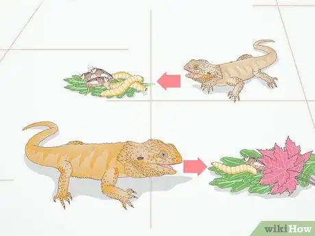 Imagen titulada Feed a Bearded Dragon Step 2