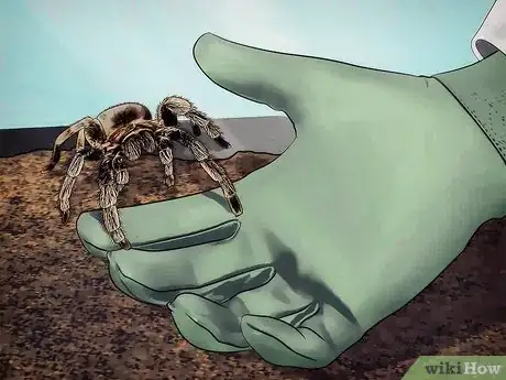 Imagen titulada Keep Spiders As Pets Step 10