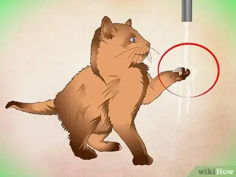 Imagen titulada Make a Kitten Like Water Step 9