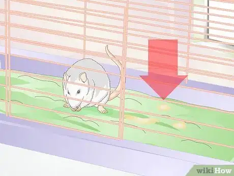 Imagen titulada Treat Mice With Penile Prolapse Step 2