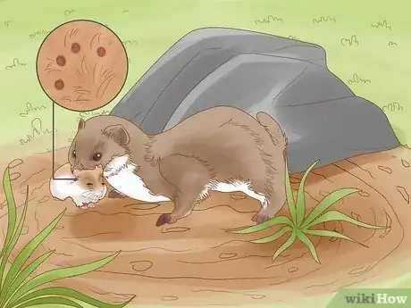 Imagen titulada Catch Weasels Step 10