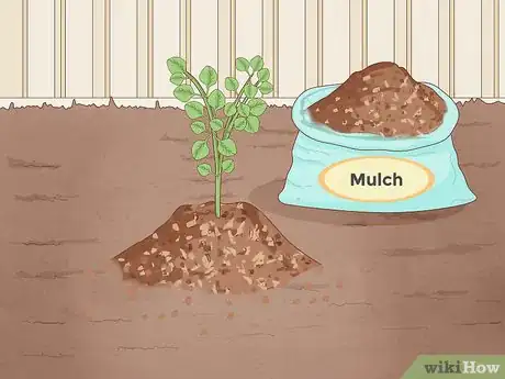 Imagen titulada Grow Eucalyptus Step 14