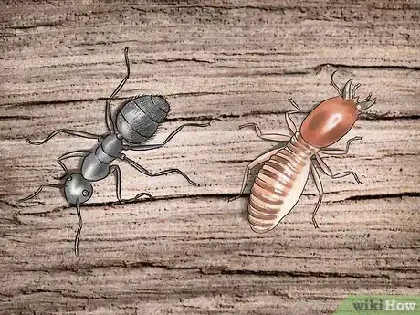 Imagen titulada Get Rid of Carpenter Ants Step 1