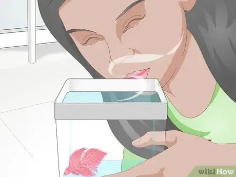 Imagen titulada Pick a Betta Fish Step 11