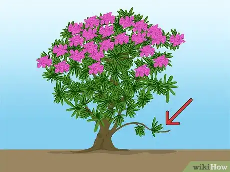 Imagen titulada Propagate Azaleas Step 1