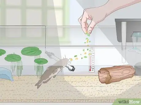 Imagen titulada Keep a Bullhead Catfish Step 13