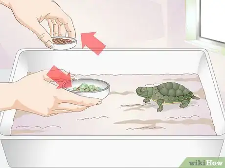 Imagen titulada Feed a Baby Turtle Step 7