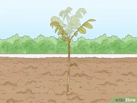Imagen titulada Prune Walnut Trees Step 2