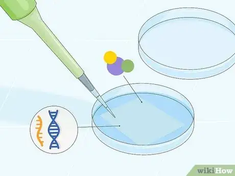 Imagen titulada Determine Genotype Step 12