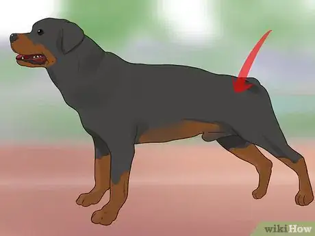 Imagen titulada Diagnose Dysplasia in Rottweilers Step 2