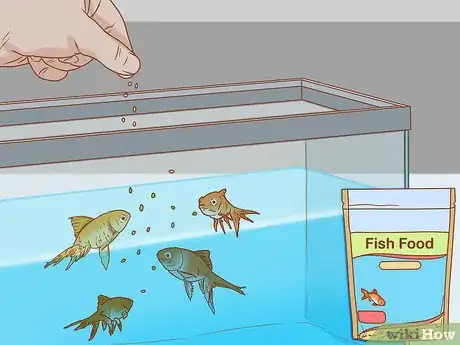 Imagen titulada Treat Fin Rot Step 10