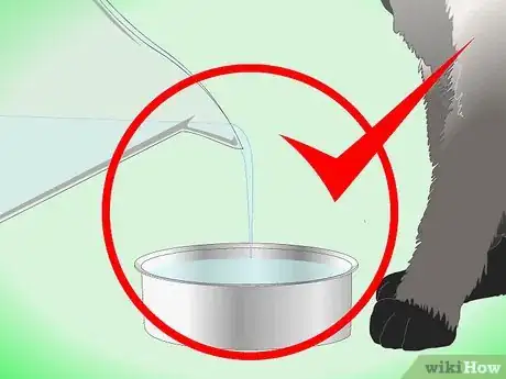Imagen titulada Get Rid of Dry Skin on Cats Step 8