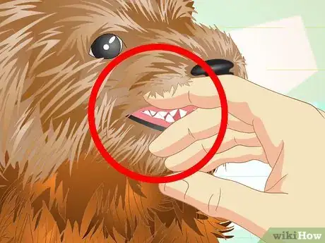 Imagen titulada Keep Your Yorkie's Teeth Clean Step 4