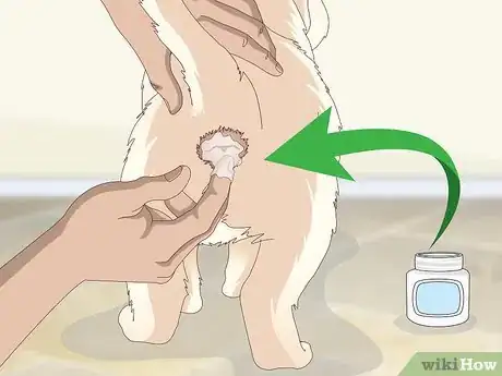 Imagen titulada Measure a Dog's Temperature Step 2