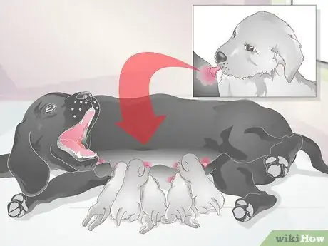 Imagen titulada Diagnose Mastitis in Dogs Step 10