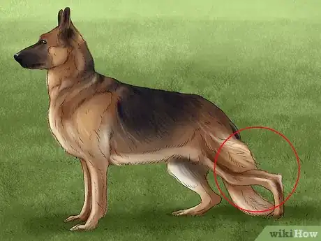 Imagen titulada Gauge Your Senior Dog's Quality of Life Step 11