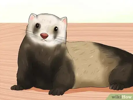 Imagen titulada Breed a Pet Ferret Step 1
