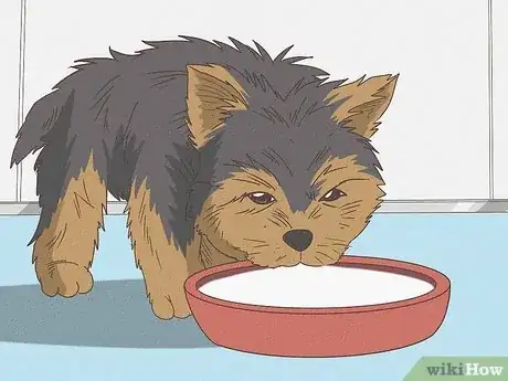 Imagen titulada Feed a Yorkie Puppy Step 1