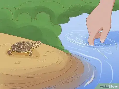 Imagen titulada Catch a Turtle Step 8