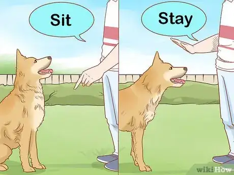 Imagen titulada Care for Dogs Step 18