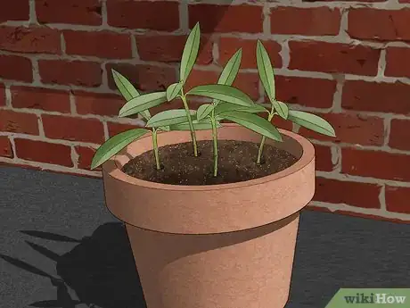 Imagen titulada Take Cuttings Step 12