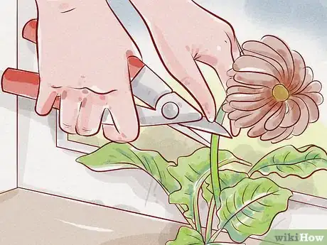 Imagen titulada Care for a Gerbera Daisy Step 6