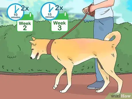 Imagen titulada Build a Dog's Muscles Step 12