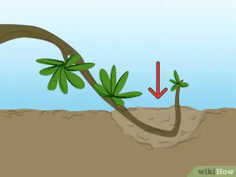 Imagen titulada Propagate Azaleas Step 5