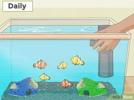 Imagen titulada Care for a Clown Fish Step 12