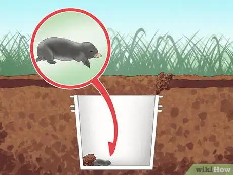 Imagen titulada Catch Moles Step 4
