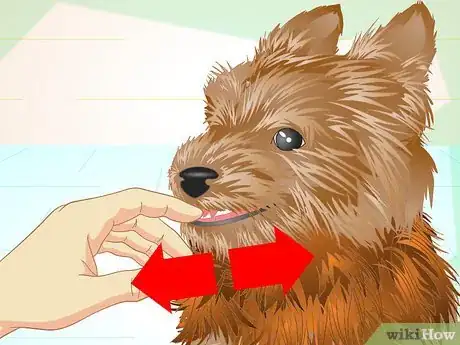 Imagen titulada Keep Your Yorkie's Teeth Clean Step 2