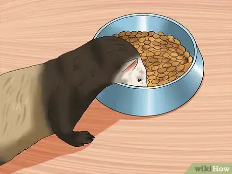 Imagen titulada Breed a Pet Ferret Step 9