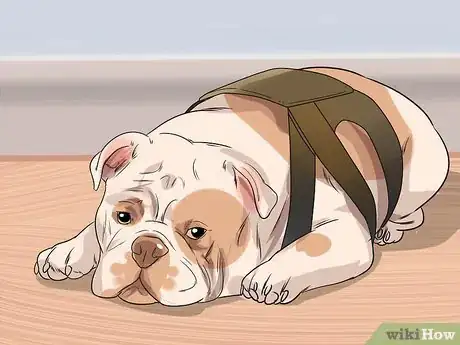 Imagen titulada Treat Respiratory Problems in Bulldogs Step 7