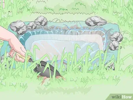 Imagen titulada Attract Frogs Step 11