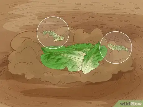 Imagen titulada Catch a Turtle Step 4