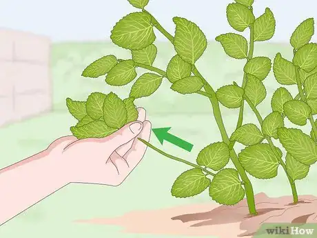 Imagen titulada Prune Oregano Step 12