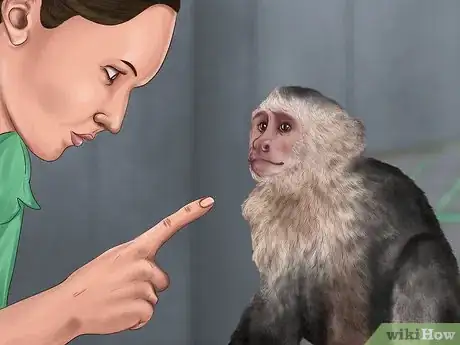 Imagen titulada Dominate a Capuchin Monkey Step 6