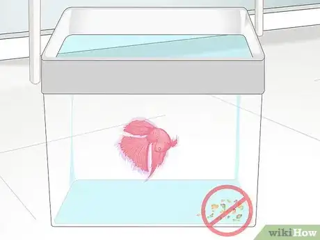 Imagen titulada Pick a Betta Fish Step 10