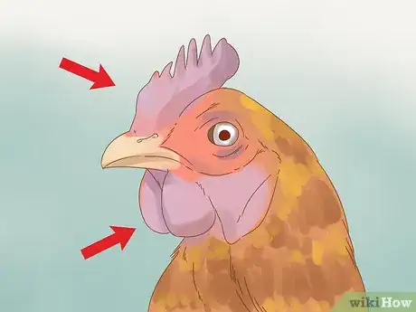Imagen titulada Tell if a Chicken is Sick Step 6