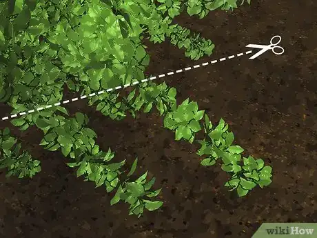 Imagen titulada Trim Evergreen Bushes Step 7